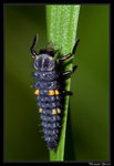 coccinella 7 punti.jpg