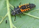 Harmonia_axyridis_-_lifecycle_A_-_12_-_larva.jpg