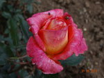 DSC04384.jpg