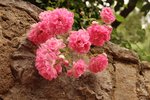Minis_Roses (8).JPG