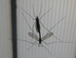 tipules.JPG