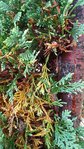 Resized_20180525_192242.jpg