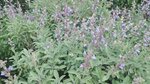IMG_20180526_173503.jpg