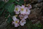 IMGP1447.JPG