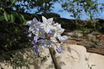 Solanum jasminoïdes