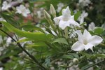 Jasminum officinale