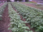 cinq butes pommes de terre