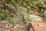 IMG_7184.JPG