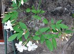IMG_0450.JPG