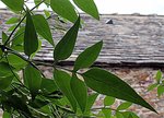 IMG_0451.JPG