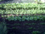 IMG03160-20180603-0821.jpg