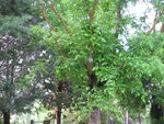 branche avec grappes de graines