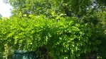 compressed_78301153420180603_160529.jpg