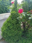 20180604_172047_HDR-747x996.jpg