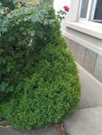 20180604_172247_HDR-747x996.jpg