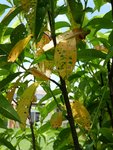 Feuilles pêchers 1.jpg