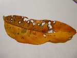 Feuilles pêchers 8.jpg
