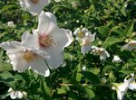 IMG_20180603_151355.jpg