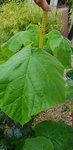 20180604_202507_resized.jpg