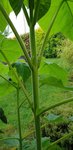 20180604_202541_resized.jpg