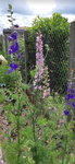 Fleurs 1.jpg