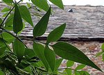 IMG_0451.JPG