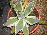 agave1.jpg