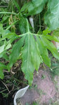 feuille