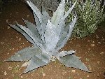 agave américana.jpg