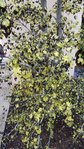 20180606_071555-600x1067.jpg