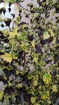 20180606_071614-600x1067.jpg