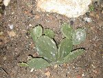 opuntia.jpg