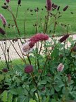 IMG_20180529_132852_1p.jpg