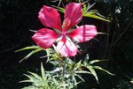 Primo fiore Hibiscus coccineus 1.jpg