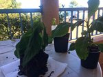 IMG_0467.jpg