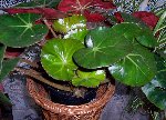 begonia nenuphar.jpg