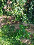 aronia.jpg