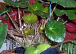 begonia nenuphar 1.jpg