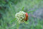Rhagonycha fulva.JPG