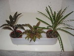 plantes ikea.jpg