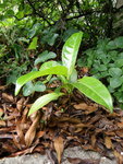 P5261672ter.jpg