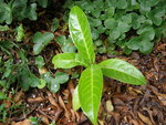 P5261671ter.jpg