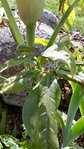 IMG-20180610-WA0009.jpg