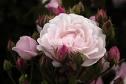 Blush noisette.jpg
