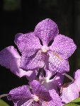 ORCHIDEE JARDIN 2 [50%].JPG