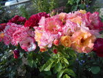 DSCN0101.JPG