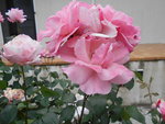DSCN0066.JPG