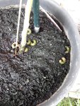 IMG-20180613-WA0000.jpg