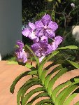 ORCHIDEE JARDIN 2BIS [50%].JPG