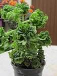 plante 50.jpg